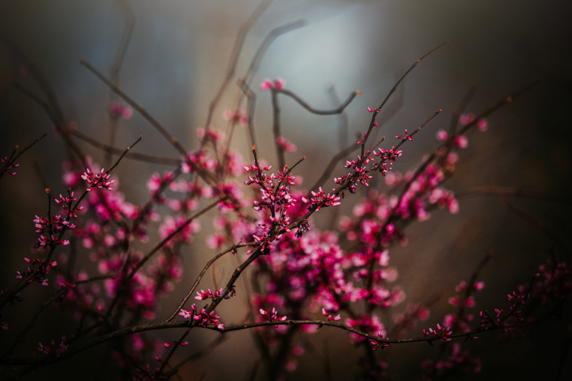 "Eastern Redbud" stock image