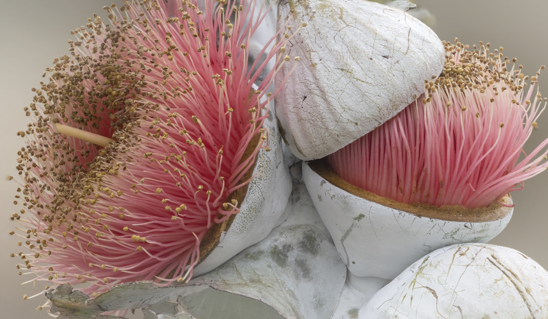 "Eucalyptus macrocarpa in flower" stock image