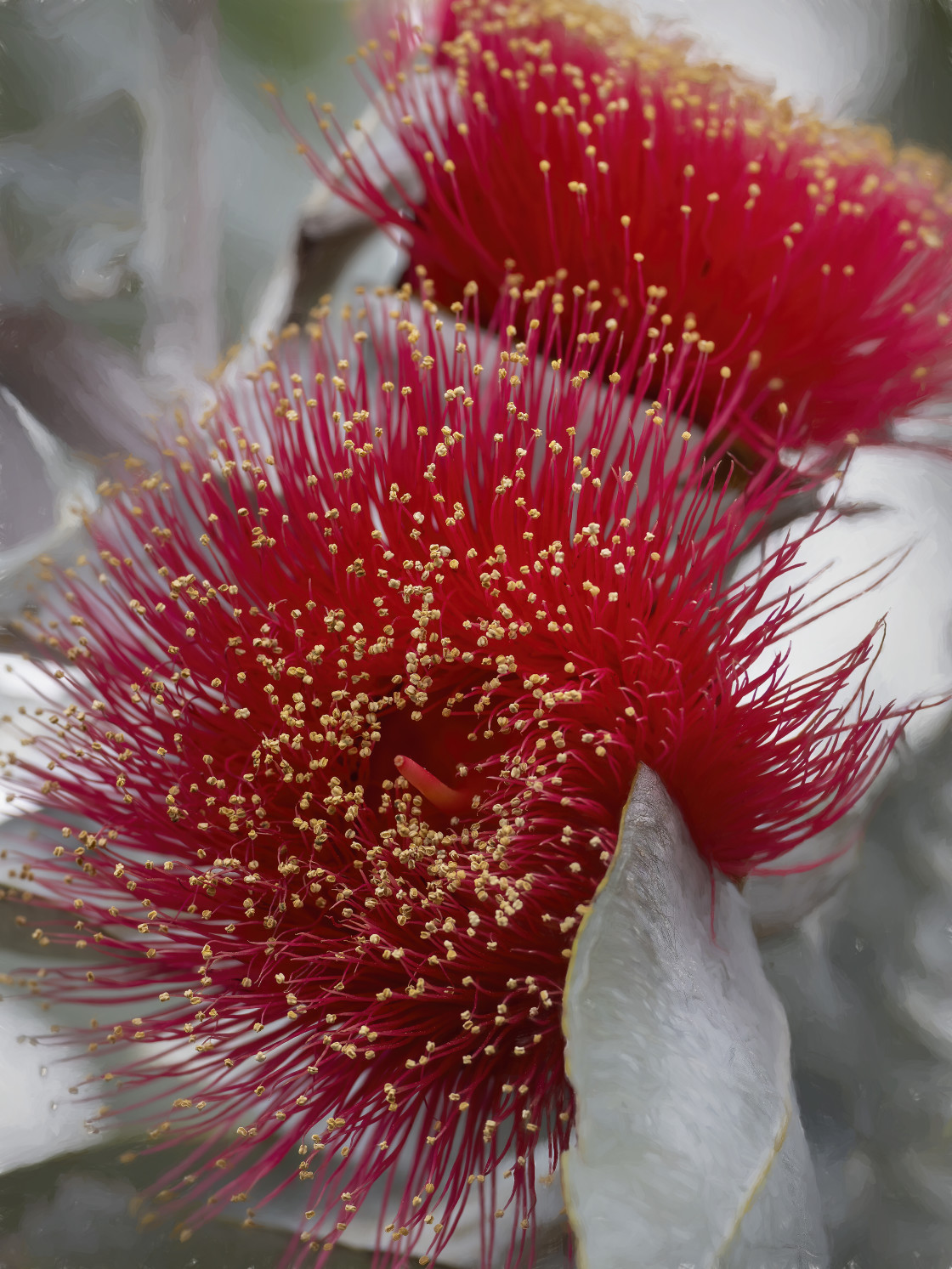 "Eucalyptus macrocarpa in flower" stock image