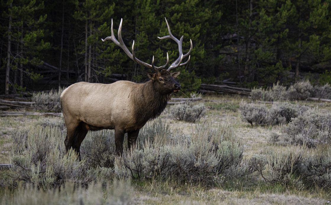 "Bull Elk 4" stock image