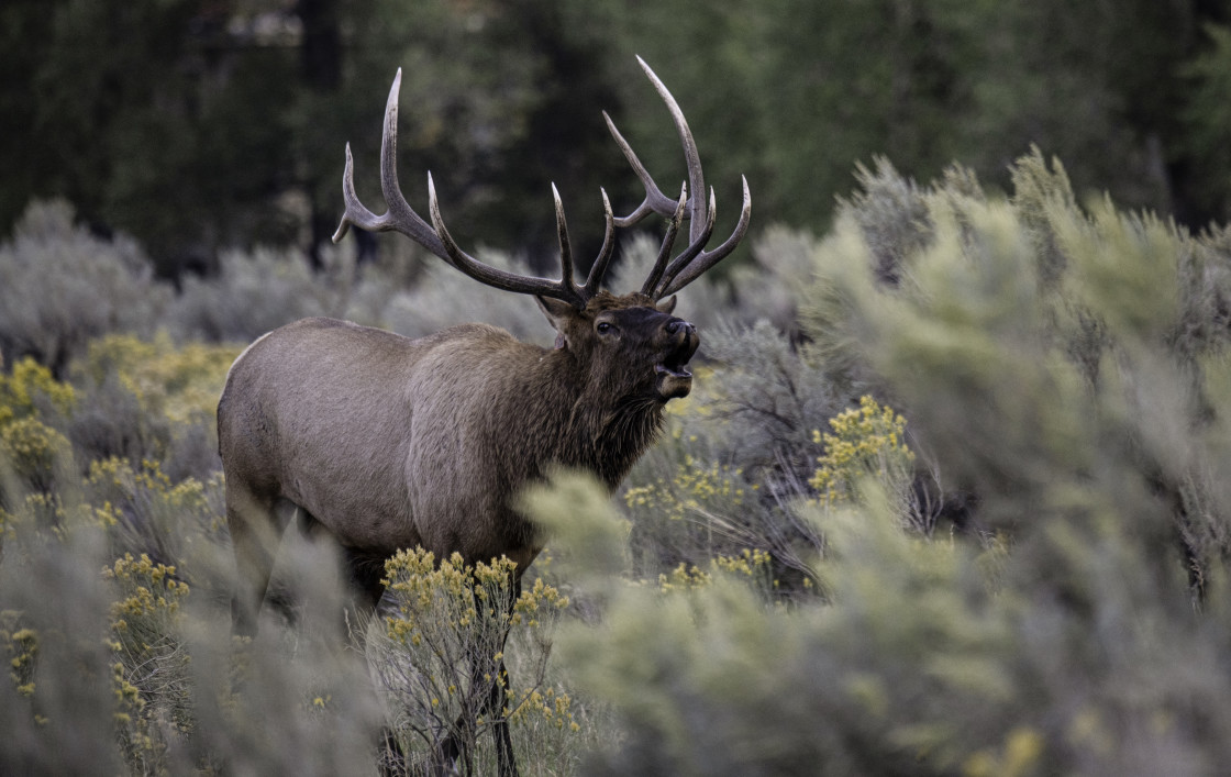 "Bugling Elk 6" stock image