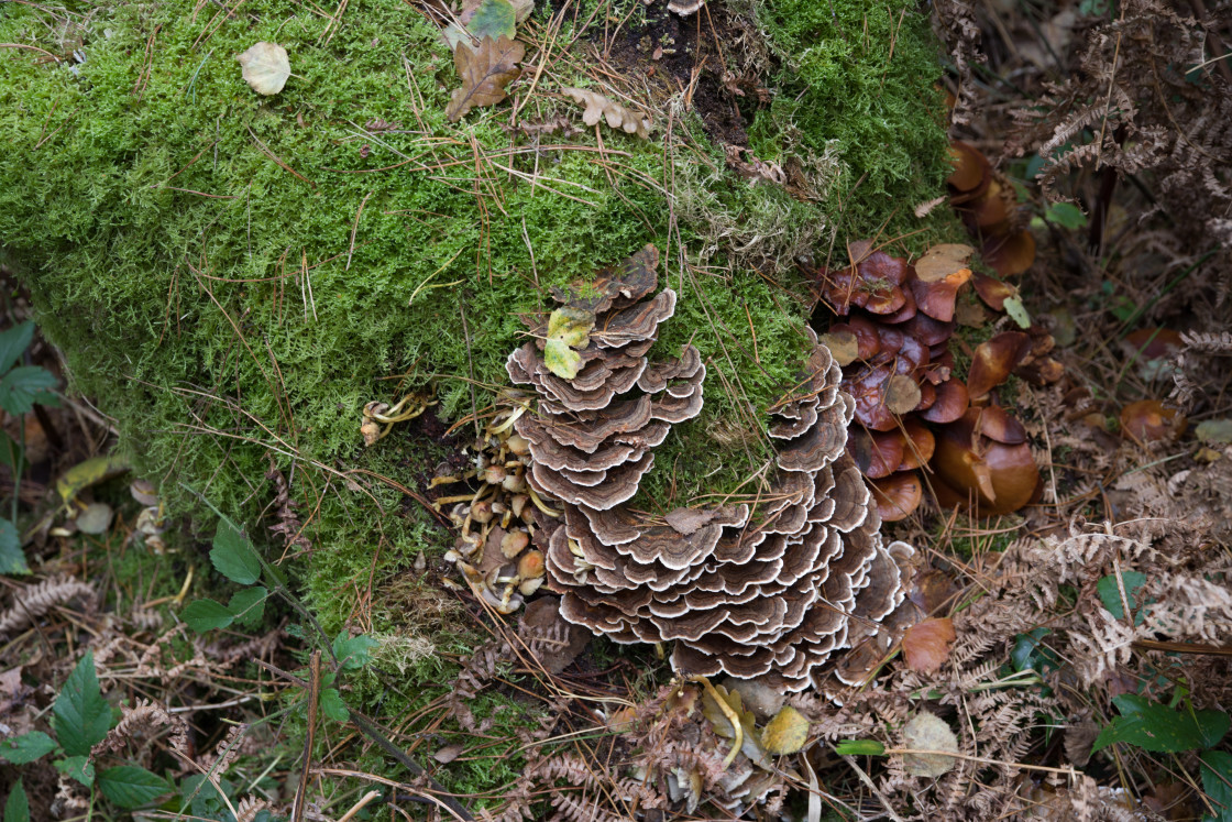 "Woodland Fungi" stock image