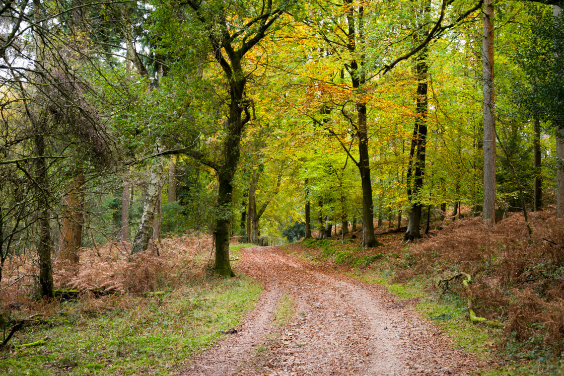 "Autumn Woodland Path" stock image