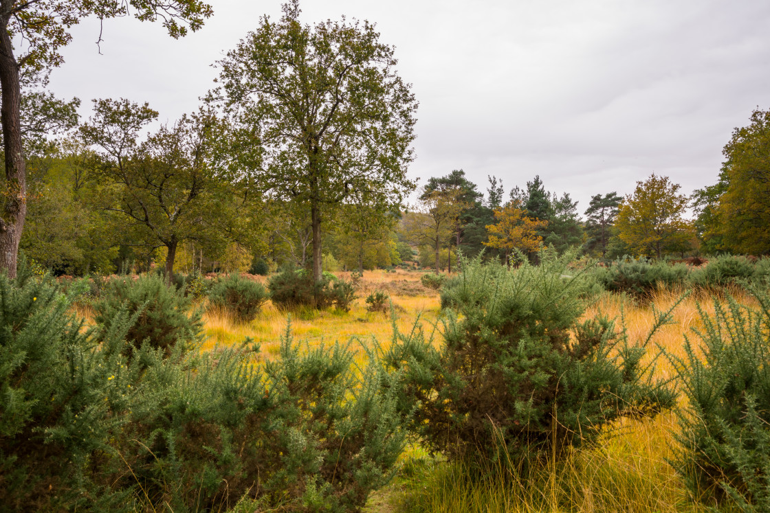 "Caesar's Camp on a Dreary Autumn Day" stock image