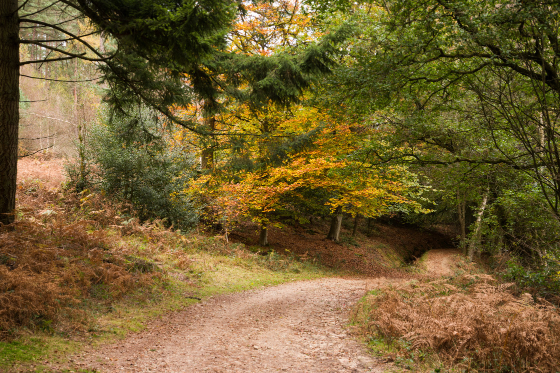 "Autumn Woodland Path" stock image