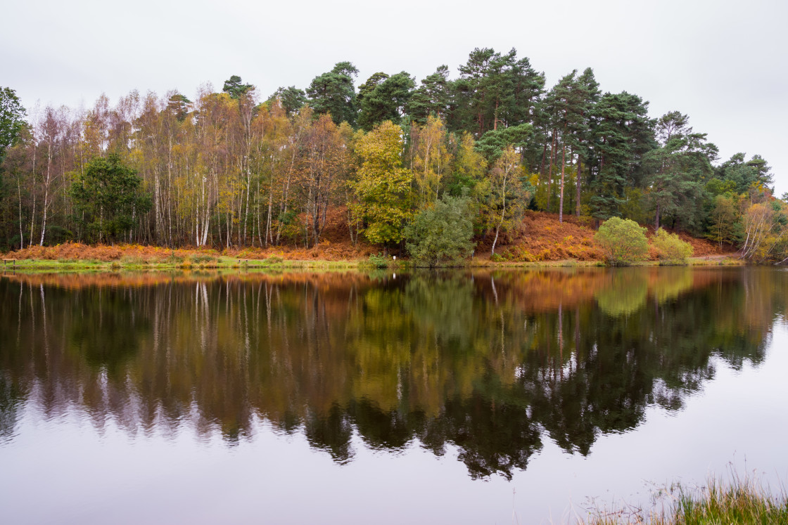 "Autumn Colour on a Dull Day" stock image