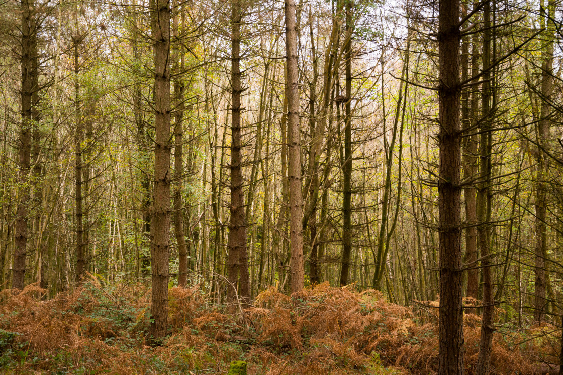"Thicket of Pine Trees" by Gordon England - $12.65 "Thicket of Pine Trees" stock image