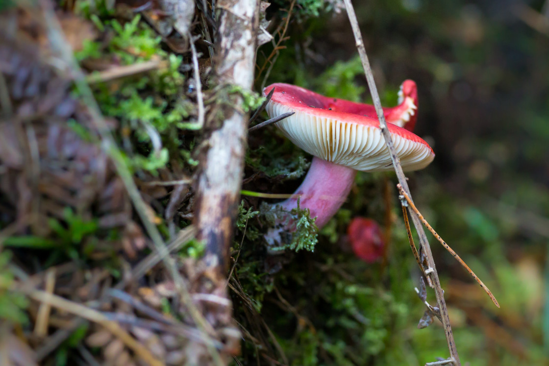 "Brittlegill Mushroom" stock image