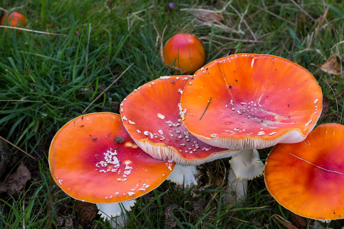 "Fly Agaric Mushrooms" stock image