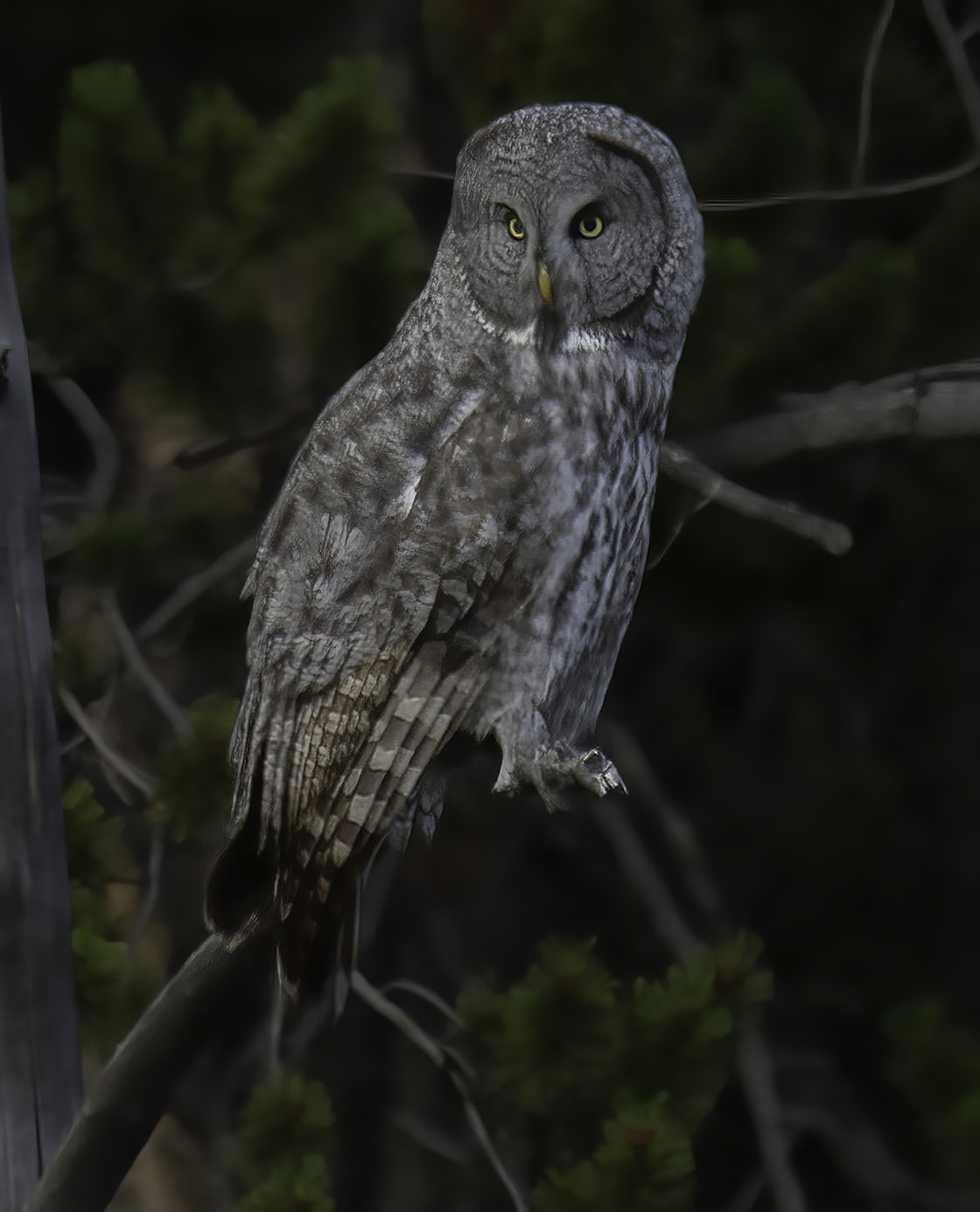 "Great Gray Owl" stock image