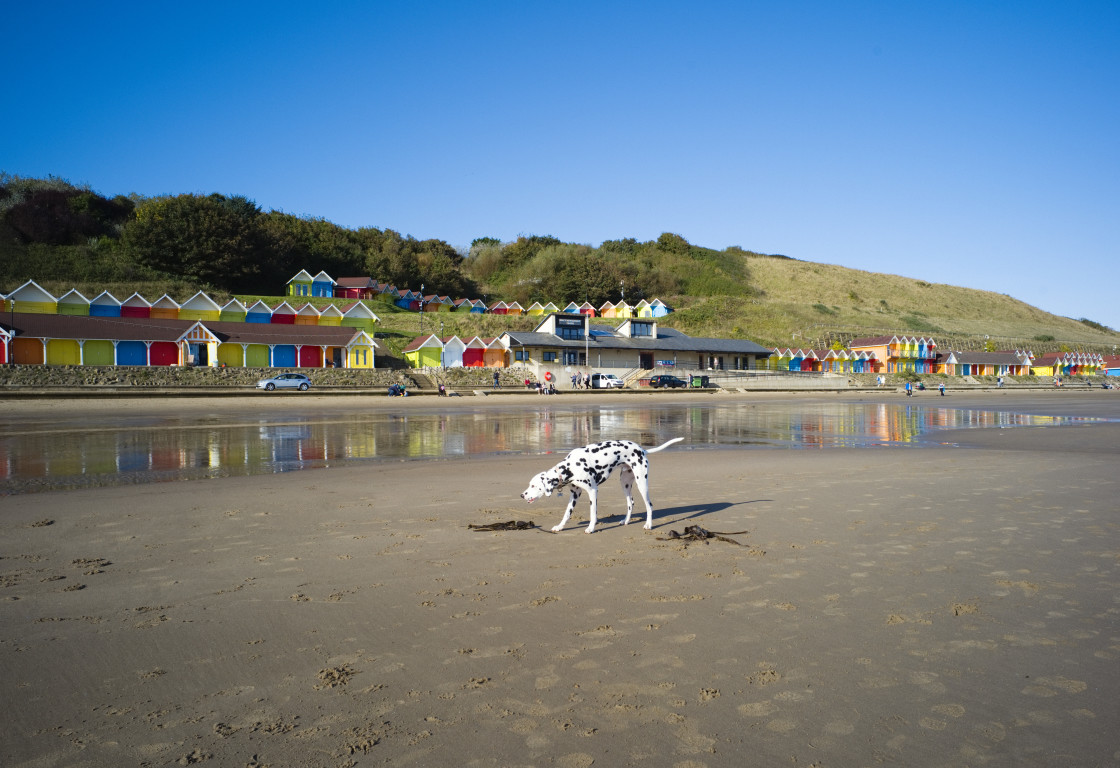 "A dalmatian spotted dog on the beach" stock image