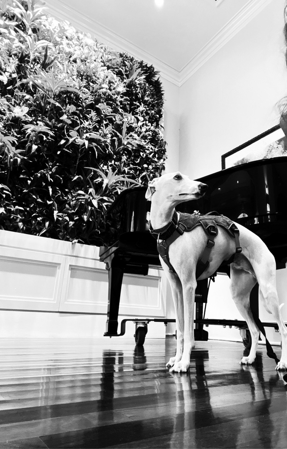 "The Whippet and the baby Grand" stock image