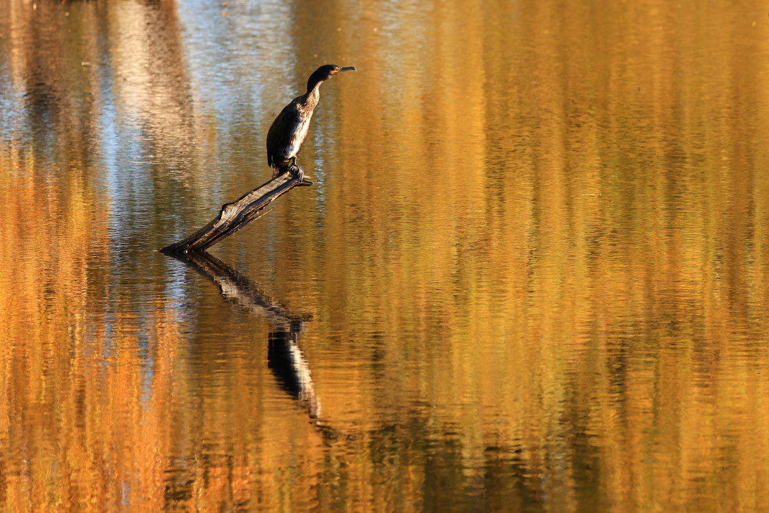 "Golden Cormorant" stock image