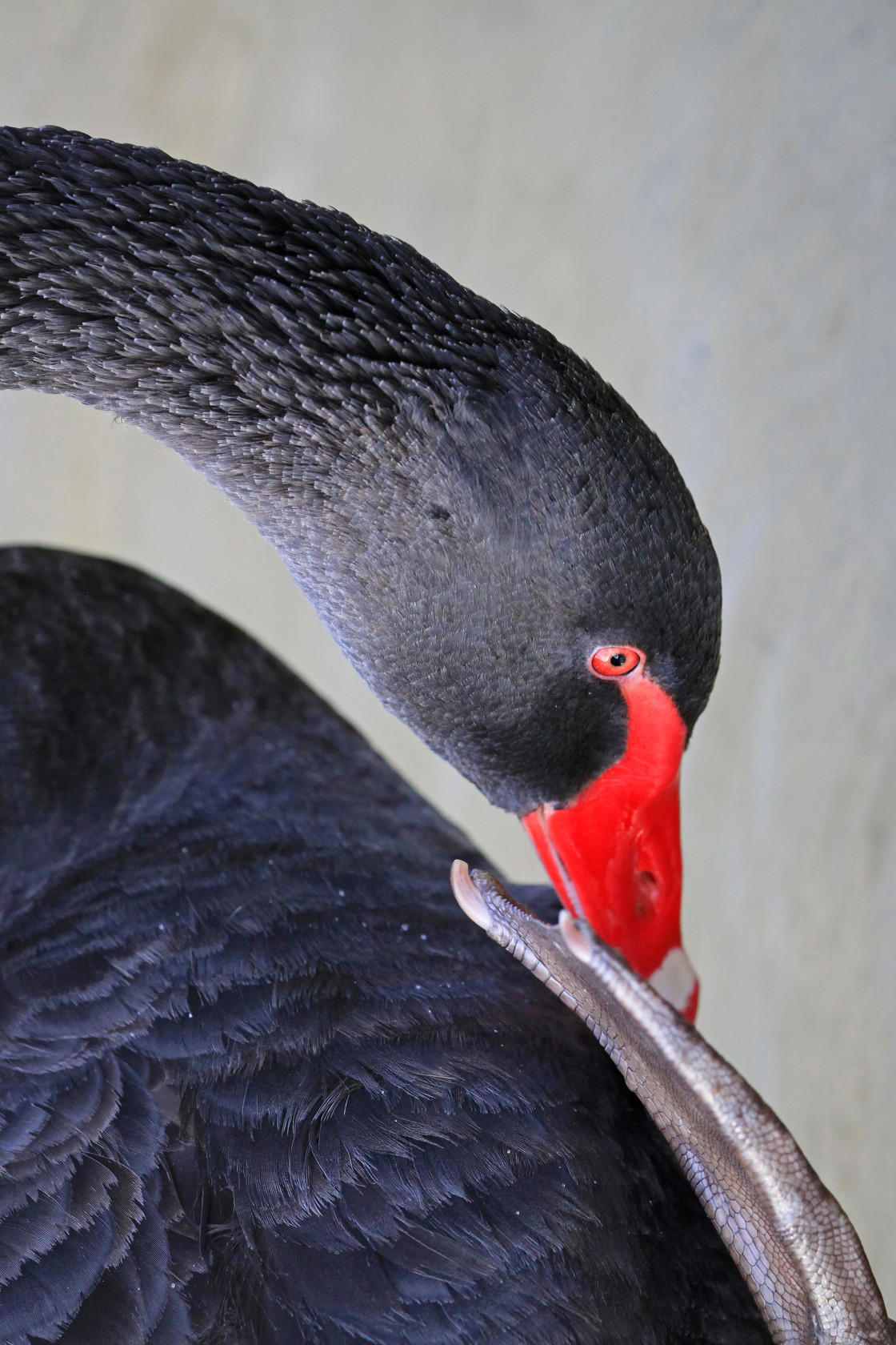 "Black Swan" stock image