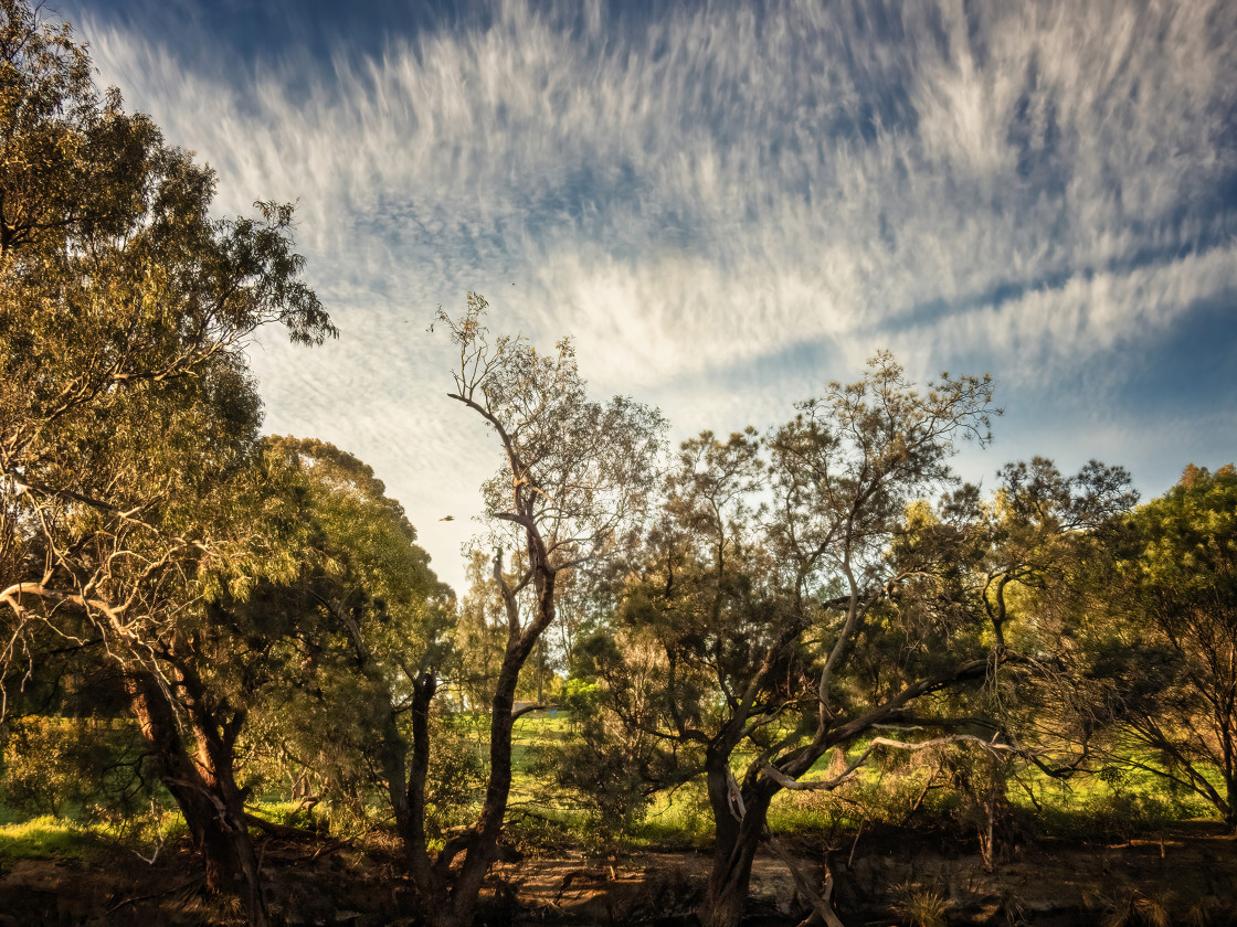 "High Cirrus with Treetops" stock image