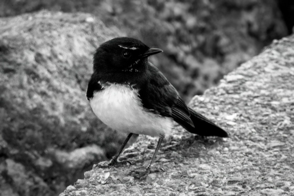 "Wagtail" stock image