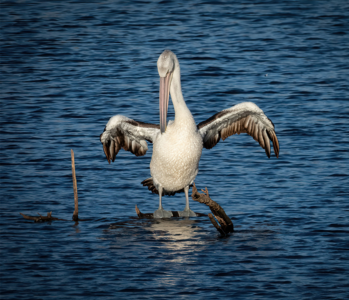 "Pelican Dries Its Wings" stock image