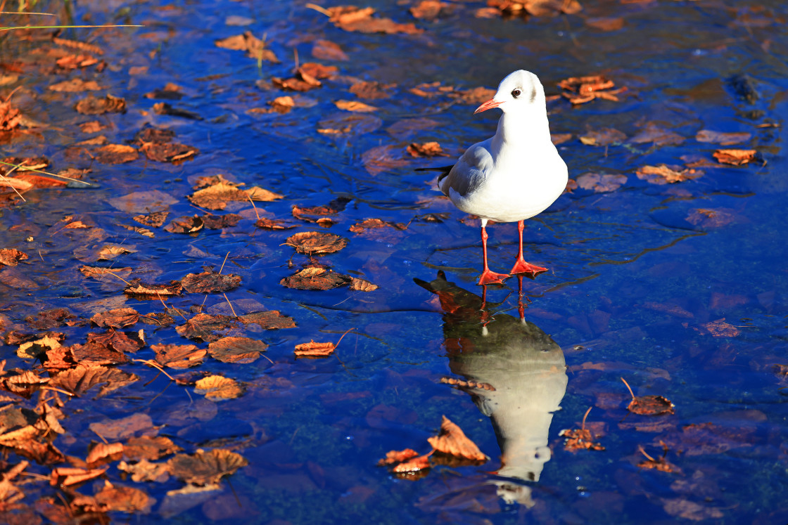 "Gull on thin ice!" stock image