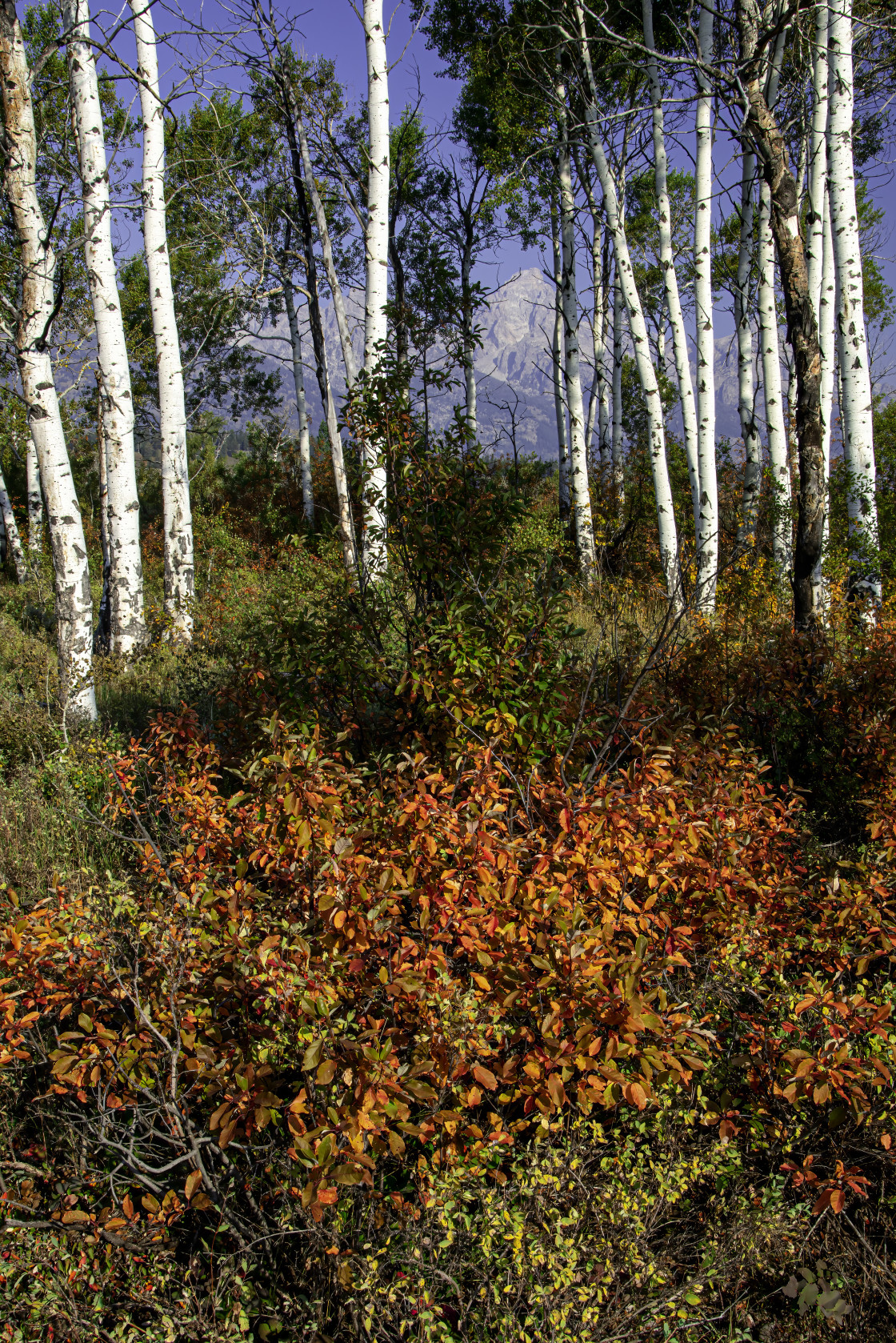 "The Tetons And Autumn Aspens" stock image