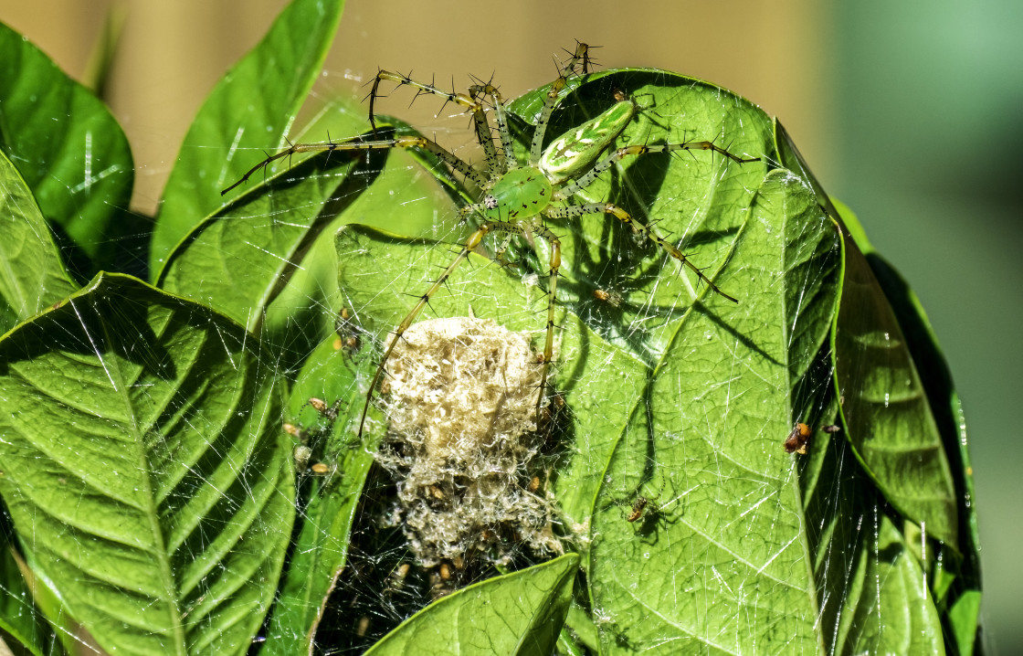 "Green Lynx Spider With Hatched Egg Case" stock image