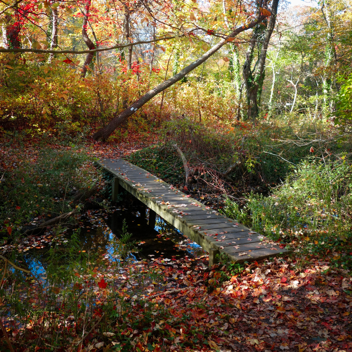 "Woodland Footbridge" stock image