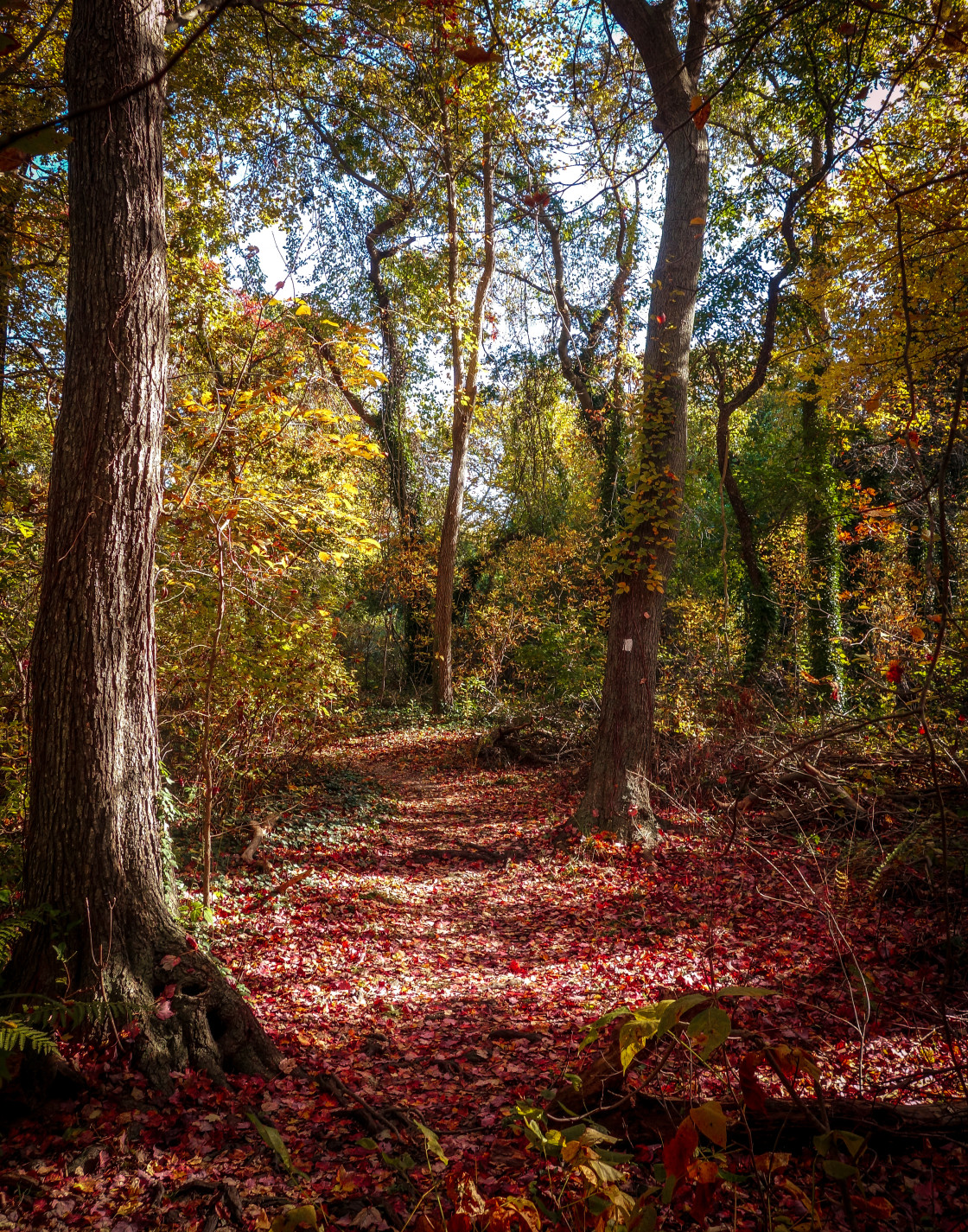 "Autumn pathway" stock image