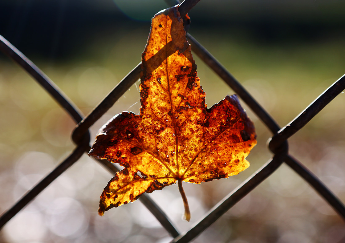 "Fall Leaf in a Fence" stock image