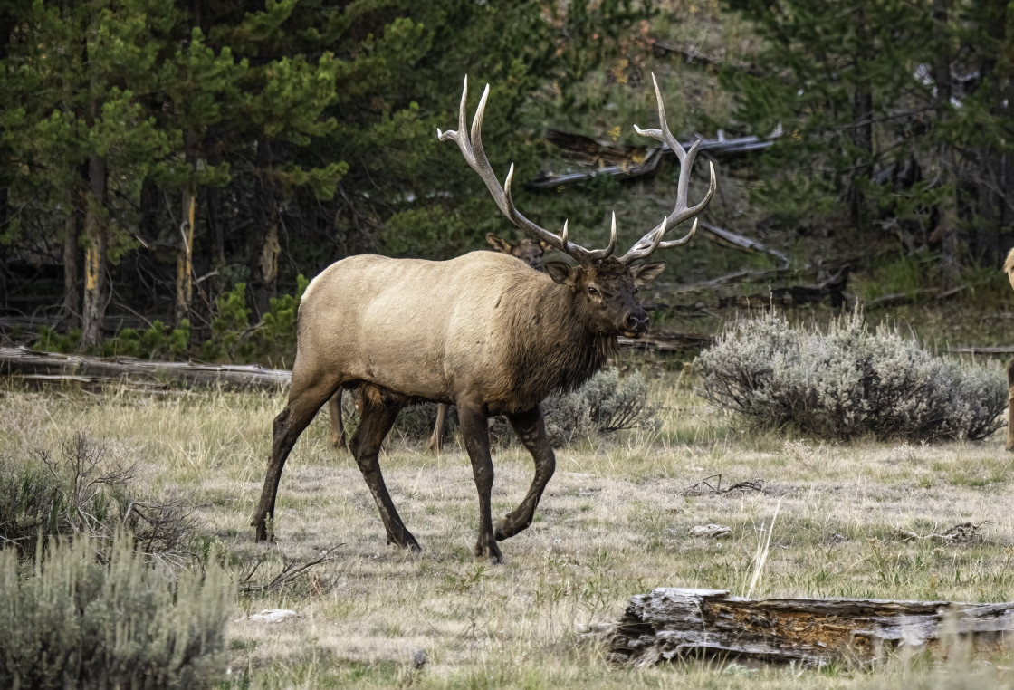 "Bull Elk 3" stock image