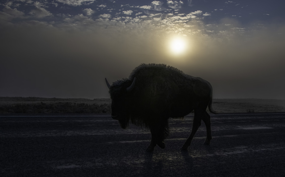 "Frosty, Foggy Bison" stock image