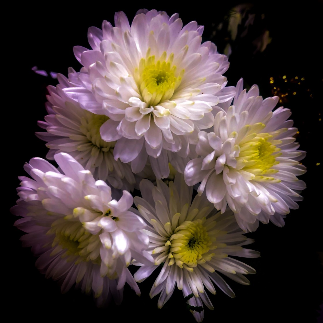 "Bouquet of Mums" stock image