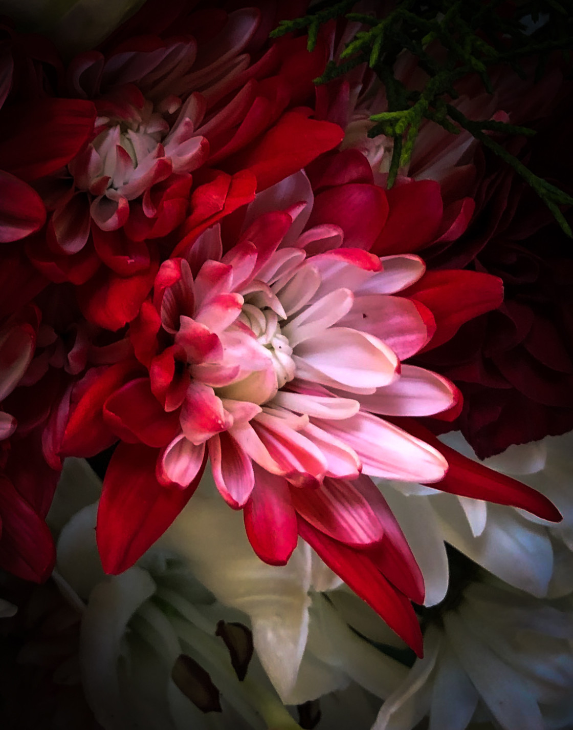 "Red and White Dahlia" stock image