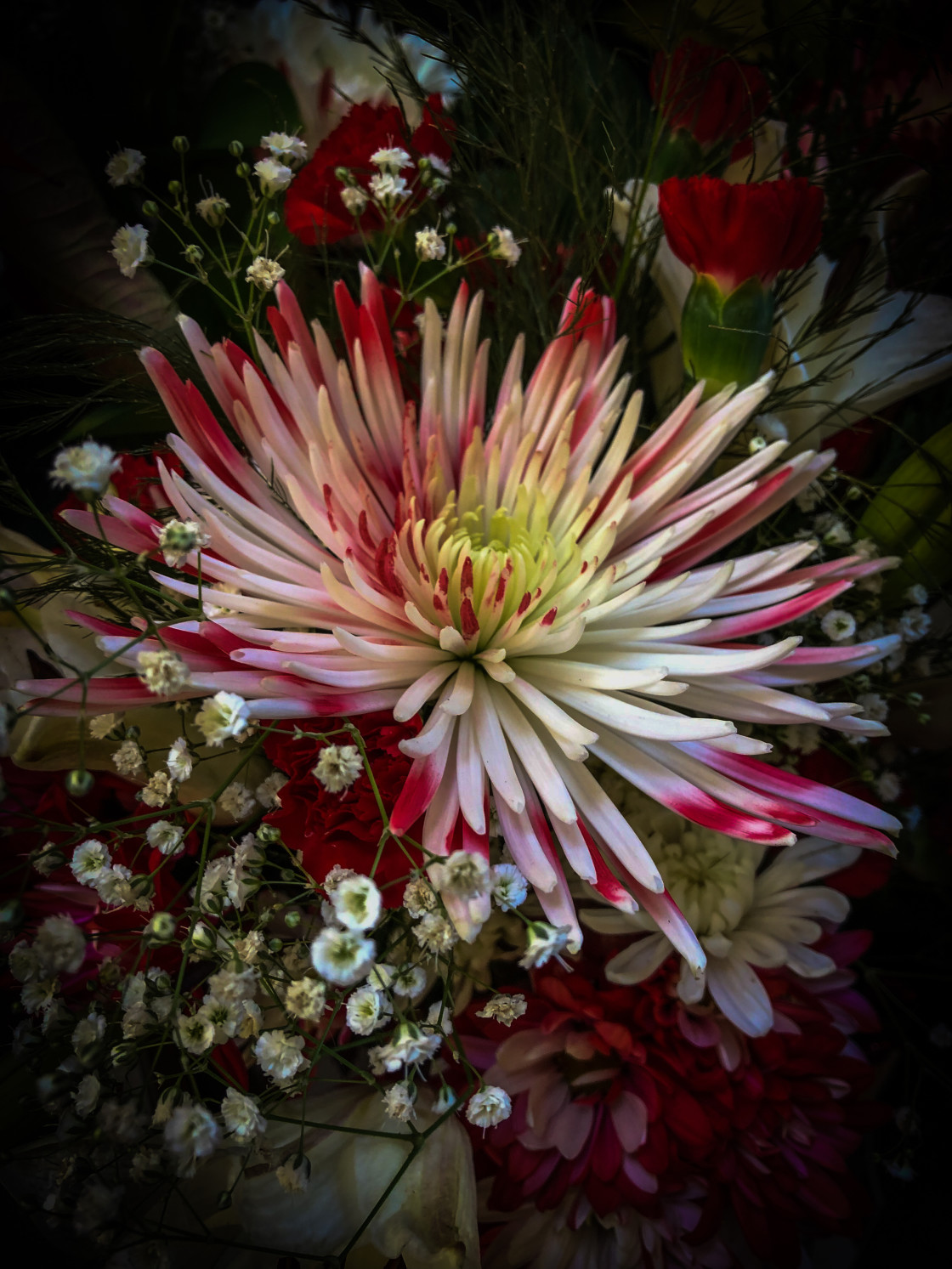 "Red and White Chrysanthemum" stock image