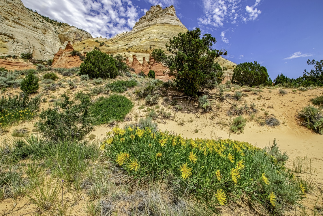 "Mule's Ears And Toadstools" stock image