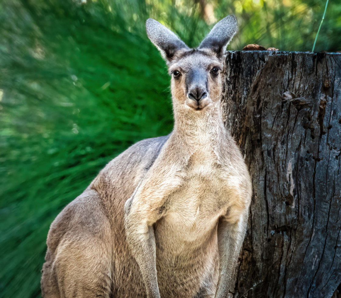 "Grey Kangaroo" stock image