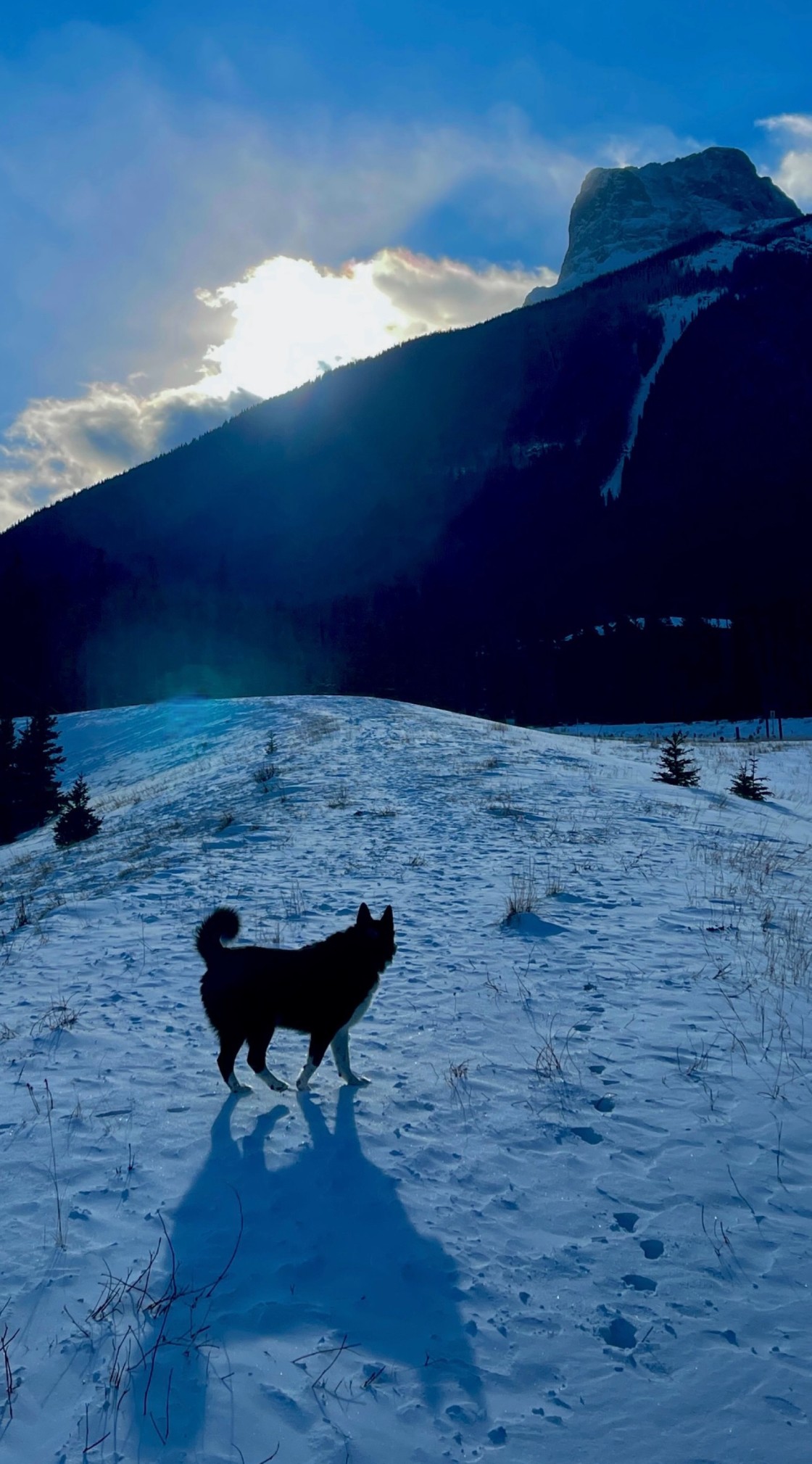 "Mountainside dog walk" stock image