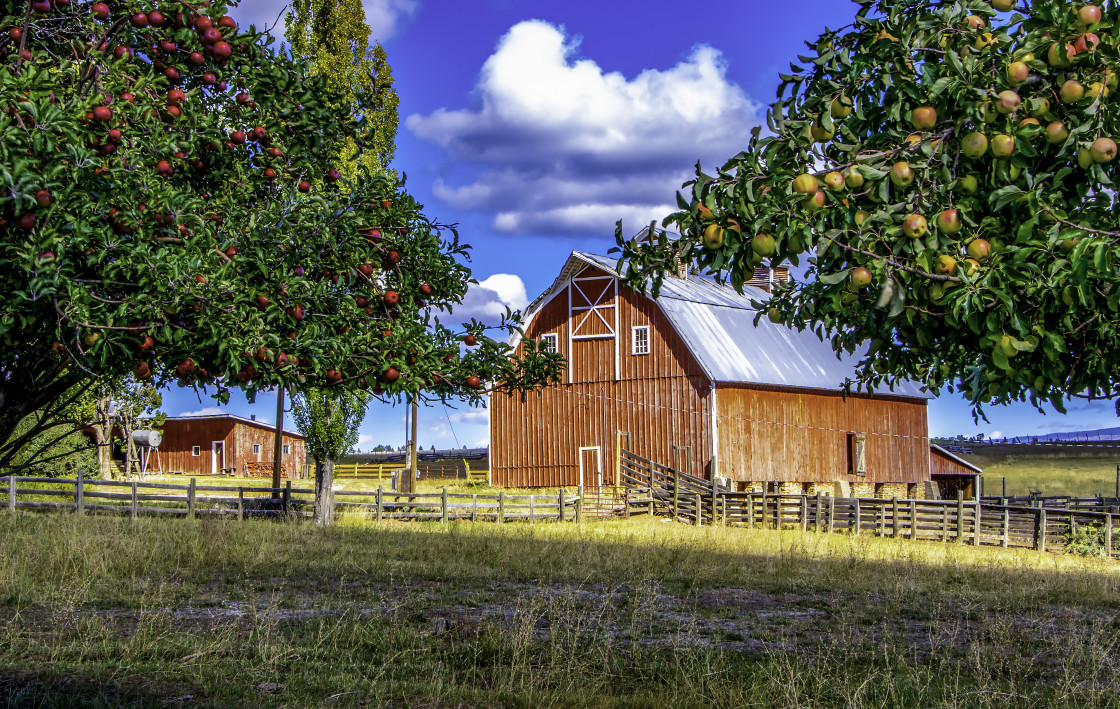 "Apple Trees And Barn" stock image