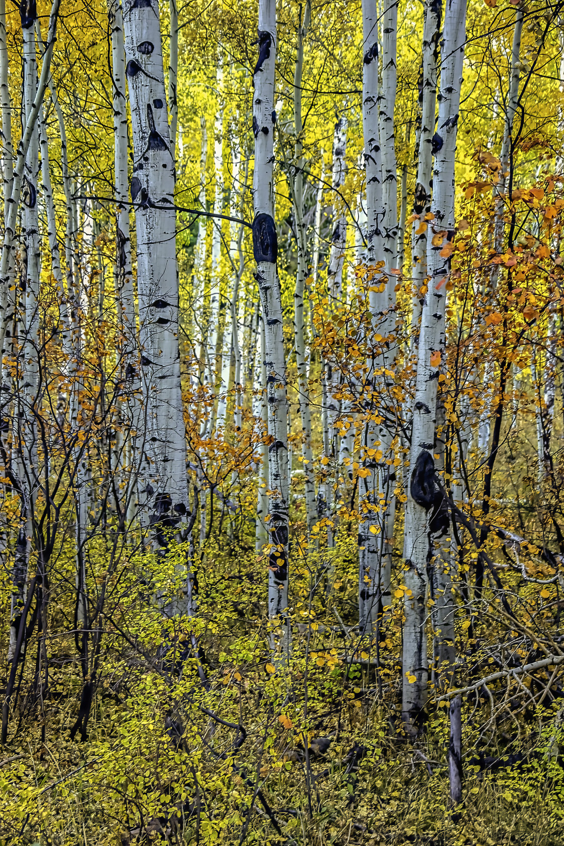 "Aspen Woodland" stock image