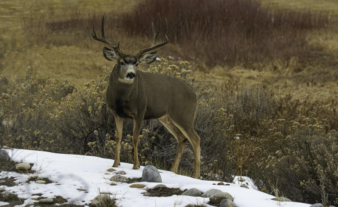 "Rutting Buck" stock image