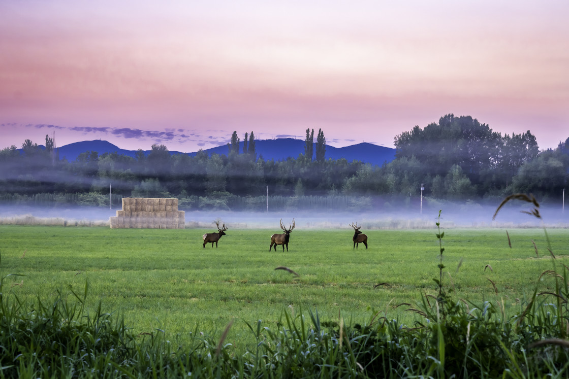 "Morning Walk" stock image