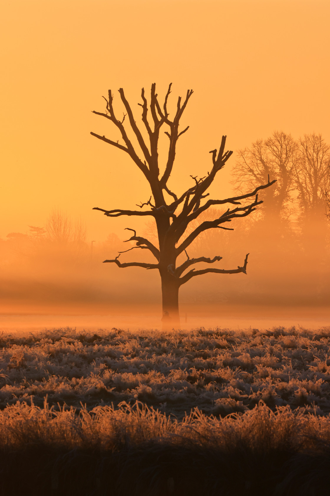 "Lonely Tree at Sunrise" stock image