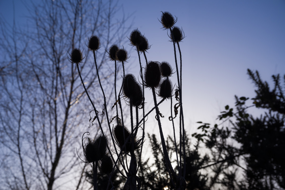 "Winter Teasel" by Gordon England - $12.62 "Winter Teasel" stock image