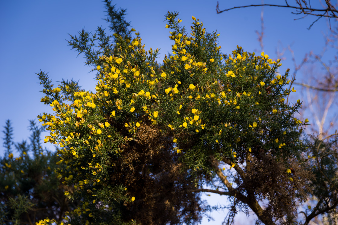 "Winter Gorse Flowering" stock image