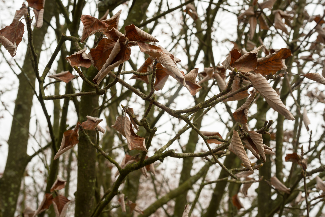 "Winter Beech Tree Leaves" stock image