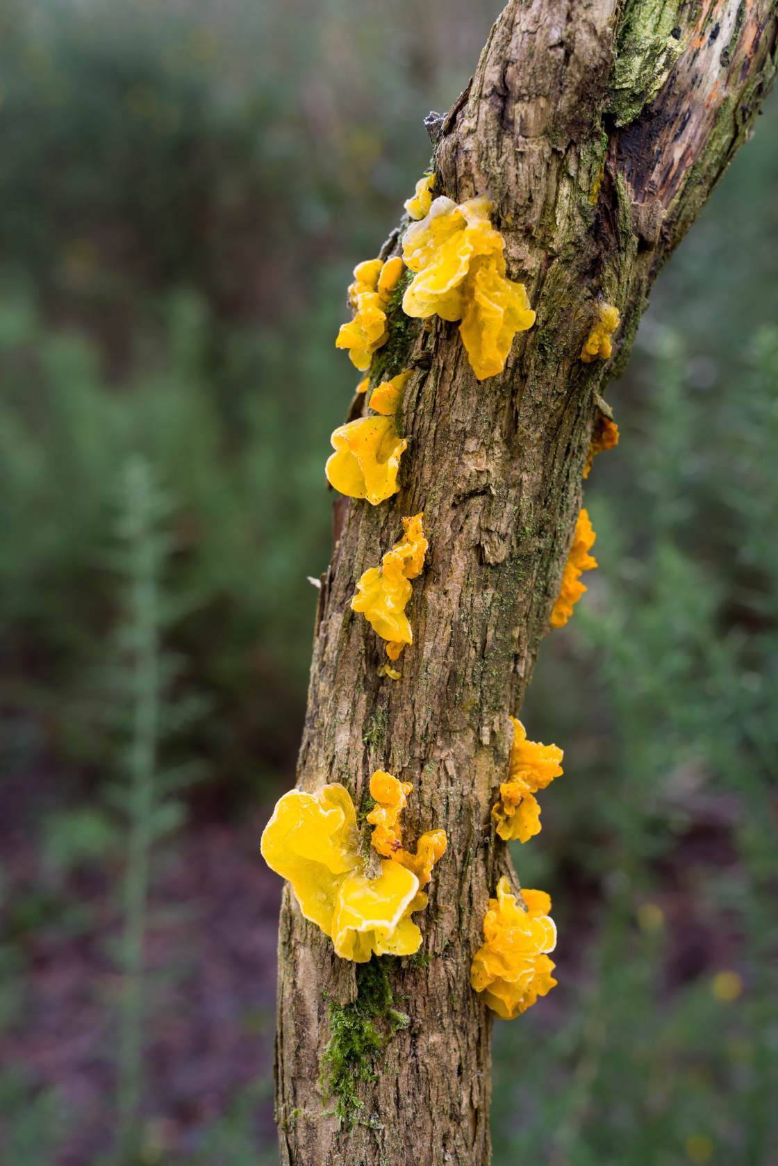 "Yellow Brain Fungus" stock image