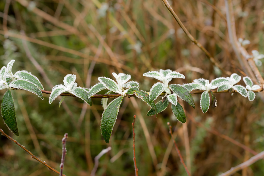 "Frosted Buddleia Leaves" stock image