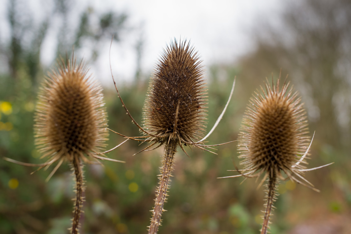 "Wild Teasel Plant" by Gordon England - $12.63 "Wild Teasel Plant" stock image