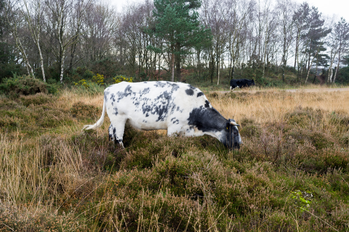 "Cow Grazing" stock image