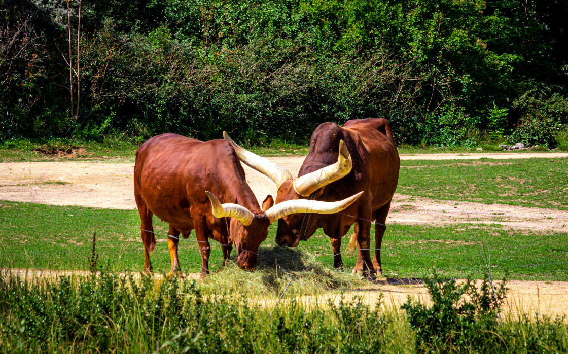 "Savage cow" stock image