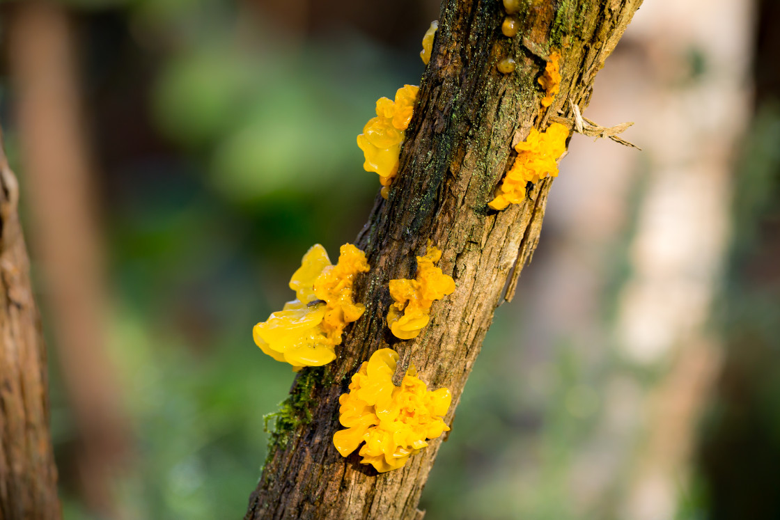 "Yellow Jelly Fungus" stock image