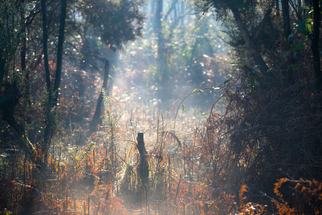 "Misty Woodland Light" stock image